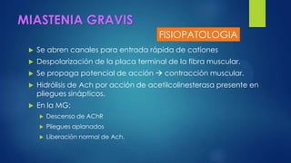 MIASTENIA GRAVIS
 Se abren canales para entrada rápida de cationes
 Despolarización de la placa terminal de la fibra muscular.
 Se propaga potencial de acción  contracción muscular.
 Hidrólisis de Ach por acción de acetilcolinesterasa presente en
pliegues sinápticos.
 En la MG:
 Descenso de AChR
 Pliegues aplanados
 Liberación normal de Ach.
FISIOPATOLOGIA
 