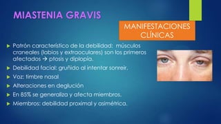 MIASTENIA GRAVIS
 Patrón característico de la debilidad: músculos
craneales (labios y extraoculares) son los primeros
afectados  ptosis y diplopía.
 Debilidad facial: gruñido al intentar sonreir.
 Voz: timbre nasal
 Alteraciones en deglución
 En 85% se generaliza y afecta miembros.
 Miembros: debilidad proximal y asimétrica.
MANIFESTACIONES
CLÍNICAS
 