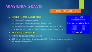 MIASTENIA GRAVIS
 ESTUDIO ELECTRODIAGNÓSTICO
 Estimulación nerviosa repetida.
 Interrumpir anticolinesterásicos 6-24hrs antes.
 En pacientes miasténicos se produce un descenso rápido
de más de 10 -15% en la amlitud de respuestas provocadas.
 ANTICUERPOS ANTI- AChR
 En 85% de los pacientes con MG
 40% de los pacientes sin acs anti AChR: Anticuerpos contra cinasa
mioespecífica (MuSK)
DIAGNÓSTICO
 