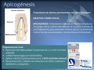 Tratamiento de dientes permanentes con ápice inmaduro

                             OBJETIVO: CIERRE APICAL

                             APICOGÉNESIS: Tratamiento indicado en dientes inmaduros
                             con pulpa vital la cual es inducida por el Ca (OH)2 a través de
                             una Pulpotomía, para estimular el cierre apical. La técnica de
                             Cvek es la más recomendada y reconocida por la literatura.




Pulpotomía de Cvek:
 Remoción del tejido pulpar involucrado de 1 a 2 mm con fresa
   redonda.
 Cohibir hemorragia con Clorhexidina.
 Aplicar Ca(OH)2 químicamente puro ó MTA (trióxido mineral)
 Reconstrucción y sellado con Ionomero de vidrio o adhesivo
   dentinario y composite.
 