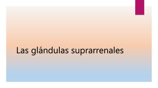 Las glándulas suprarrenales
 