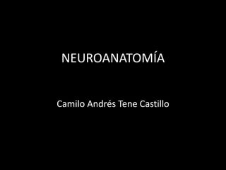 NEUROANATOMÍA


Camilo Andrés Tene Castillo
 