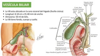 VESÍCULA BILIAR
 La VB esta ubicada en la cara visceral del hígado (fosilla cística)
 Longitud: 8-10 cm x 35-40 mm de ancho
 Almacena: 50 ml de bilis.
 La VB tiene fondo, cuerpo y cuello.
 