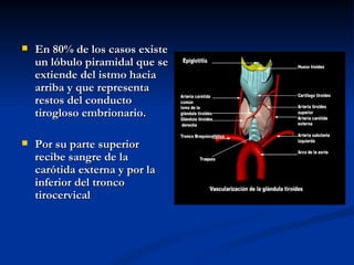    En 80% de los casos existe
    un lóbulo piramidal que se
    extiende del istmo hacia
    arriba y que representa
    restos del conducto
    tirogloso embrionario. 

   Por su parte superior
    recibe sangre de la
    carótida externa y por la
    inferior del tronco
    tirocervical
 