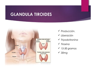 GLANDULA TIROIDES
 Producción.
 Liberación
 Triyodotironina
 Tiroxina
 15-30 gramos
 30mg
 
