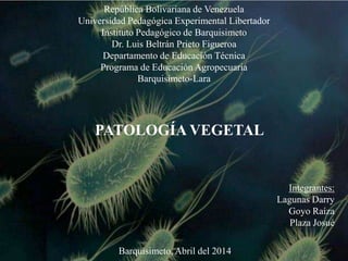 República Bolivariana de Venezuela
Universidad Pedagógica Experimental Libertador
Instituto Pedagógico de Barquisimeto
Dr. Luis Beltrán Prieto Figueroa
Departamento de Educación Técnica
Programa de Educación Agropecuaria
Barquisimeto-Lara
PATOLOGÍA VEGETAL
Integrantes:
Lagunas Darry
Goyo Raíza
Plaza Josué
Barquisimeto, Abril del 2014
 