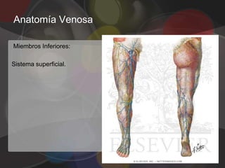 Anatomía Venosa

Miembros Inferiores:

Sistema superficial.
 