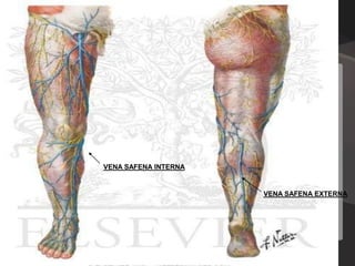 VENA SAFENA INTERNA


                      VENA SAFENA EXTERNA
 