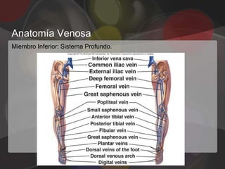 Anatomía Venosa
Miembro Inferior: Sistema Profundo.
 