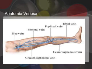 Anatomía Venosa
 