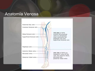 Anatomía Venosa
 