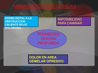 MANIFESTACIONES CLINICAS.

EDEMA DISTAL A LA           IMPOSIBILIDAD
OBSTRUCCION
CALIENTE ROJO               PARA CAMINAR
DOLOROSO.

                    TROMBOSIS
                     VENOSA
                    PROFUNDA


               DOLOR EN AREA
               GEMELAR OPRESIVO
 