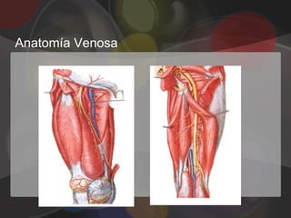 Anatomía Venosa
 