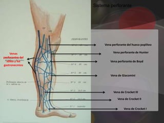 Sistema perforante




                       Vena perforante del hueco poplíteo

    Venas                    Vena perforante de Hunter
perforantes del
  sóleo y los              Vena perforante de Boyd
gastronecmios


                           Vena de Giacomini




                             Vena de Crocket III

                                Vena de Crocket II


                                    Vena de Crocket I
 