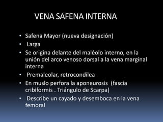 VENA SAFENA INTERNA
• Safena Mayor (nueva designación)
• Larga
• Se origina delante del maléolo interno, en la
unión del arco venoso dorsal a la vena marginal
interna
• Premaleolar, retrocondílea
• En muslo perfora la aponeurosis (fascia
cribiformis . Triángulo de Scarpa)
• Describe un cayado y desemboca en la vena
femoral
 