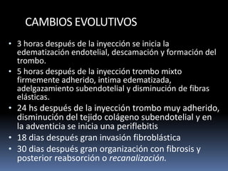 CAMBIOS EVOLUTIVOS
• 3 horas después de la inyección se inicia la
edematización endotelial, descamación y formación del
trombo.
• 5 horas después de la inyección trombo mixto
firmemente adherido, intima edematizada,
adelgazamiento subendotelial y disminución de fibras
elásticas.
• 24 hs después de la inyección trombo muy adherido,
disminución del tejido colágeno subendotelial y en
la adventicia se inicia una periflebitis
• 18 dias después gran invasión fibroblástica
• 30 dias después gran organización con fibrosis y
posterior reabsorción o recanalización.
 