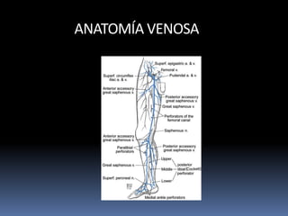 ANATOMÍA VENOSA
 