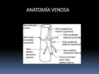 ANATOMÍA VENOSA
 