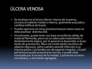 ÚLCERA VENOSA
• Se localizan en el tercio inferior interno de la pierna,
cercana al maléolo medial o interno, gralmente asociada a
cambios tróficos de la piel.
• Pueden aparecer en otras localizaciones;en estos casos se
debe plantear distintos DD.
• Inicialmente, puede tener una base amarillenta sólida, de
material fibrinoide, pero con un adecuado tratamiento o
desbridamiento tópico, por lo general se desarrolla un buen
tejido de granulación. Rara vez existe tejido necrótico de
aspecto negruzco, salvo cuando coexiste infección o un
trauma previo. Los bordes son de aspecto irregular, y la piel
perilesional puede presentarse normal, o puede estar
macerada por el exceso de humedad, o presentar eczema
microbiano, u otra lesión agregada.
 