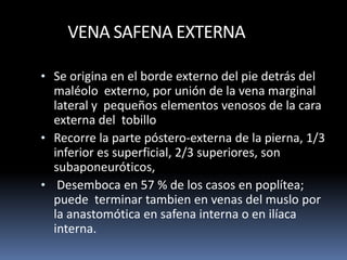 VENA SAFENA EXTERNA
• Se origina en el borde externo del pie detrás del
maléolo externo, por unión de la vena marginal
lateral y pequeños elementos venosos de la cara
externa del tobillo
• Recorre la parte póstero-externa de la pierna, 1/3
inferior es superficial, 2/3 superiores, son
subaponeuróticos,
• Desemboca en 57 % de los casos en poplítea;
puede terminar tambien en venas del muslo por
la anastomótica en safena interna o en ilíaca
interna.
 