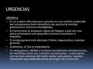 URGENCIAS
ERISIPELA
• Es un cuadro infeccioso que consiste en una celulitis producido
por estreptococo beta hemolítico con puerta de entrada
gralmente en lesiones interdigitales.
• En forma local se producen signos de flogosis y piel con una
placa eritematosa con pequeñas lesiones vesiculares o
ampollas.
• El estado general está afectado ( fiebre, taquicardia y malestar
general).
• Gralmente, el Tto es ambulatorio.
• En casos graves, debido a la toxina necrotizante estreptocóccica,
se manifiesta como una «celutitis necrotizante», cuadro grave ,
con necrosis extensas del tejido celular subcutáneo, requiere
internación para debridamiento quirúrgico de la necrosis.
 
