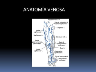 ANATOMÍA VENOSA
 