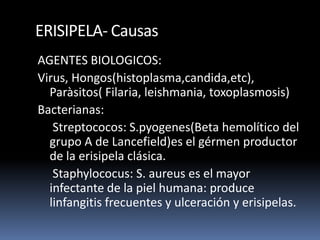 ERISIPELA- Causas
AGENTES BIOLOGICOS:
Virus, Hongos(histoplasma,candida,etc),
Paràsitos( Filaria, leishmania, toxoplasmosis)
Bacterianas:
Streptococos: S.pyogenes(Beta hemolítico del
grupo A de Lancefield)es el gérmen productor
de la erisipela clásica.
Staphylococus: S. aureus es el mayor
infectante de la piel humana: produce
linfangitis frecuentes y ulceración y erisipelas.
 