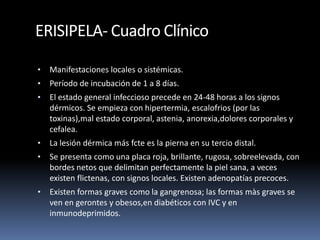 ERISIPELA- Cuadro Clínico
• Manifestaciones locales o sistémicas.
• Período de incubación de 1 a 8 días.
• El estado general infeccioso precede en 24-48 horas a los signos
dérmicos. Se empieza con hipertermia, escalofrios (por las
toxinas),mal estado corporal, astenia, anorexia,dolores corporales y
cefalea.
• La lesión dérmica más fcte es la pierna en su tercio distal.
• Se presenta como una placa roja, brillante, rugosa, sobreelevada, con
bordes netos que delimitan perfectamente la piel sana, a veces
existen flictenas, con signos locales. Existen adenopatías precoces.
• Existen formas graves como la gangrenosa; las formas màs graves se
ven en gerontes y obesos,en diabéticos con IVC y en
inmunodeprimidos.
 