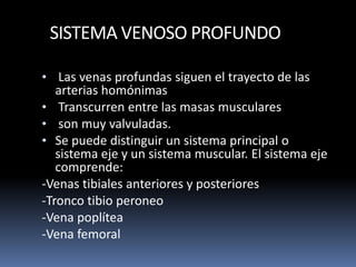 SISTEMA VENOSO PROFUNDO
• Las venas profundas siguen el trayecto de las
arterias homónimas
• Transcurren entre las masas musculares
• son muy valvuladas.
• Se puede distinguir un sistema principal o
sistema eje y un sistema muscular. El sistema eje
comprende:
-Venas tibiales anteriores y posteriores
-Tronco tibio peroneo
-Vena poplítea
-Vena femoral
 