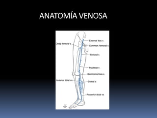 ANATOMÍA VENOSA
 