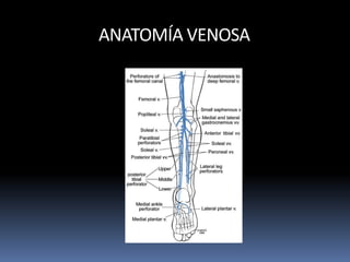 ANATOMÍA VENOSA
 