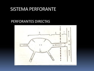 SISTEMA PERFORANTE
PERFORANTES DIRECTAS
 