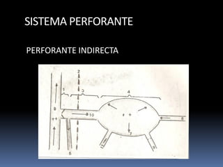 SISTEMA PERFORANTE
PERFORANTE INDIRECTA
 