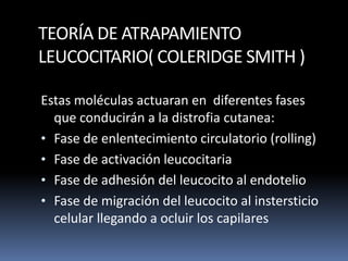 TEORÍA DE ATRAPAMIENTO
LEUCOCITARIO( COLERIDGE SMITH )
Estas moléculas actuaran en diferentes fases
que conducirán a la distrofia cutanea:
• Fase de enlentecimiento circulatorio (rolling)
• Fase de activación leucocitaria
• Fase de adhesión del leucocito al endotelio
• Fase de migración del leucocito al instersticio
celular llegando a ocluir los capilares
 