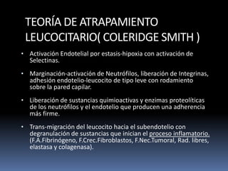 TEORÍA DE ATRAPAMIENTO
LEUCOCITARIO( COLERIDGE SMITH )
• Activación Endotelial por estasis-hipoxia con activación de
Selectinas.
• Marginación-activación de Neutrófilos, liberación de Integrinas,
adhesión endotelio-leucocito de tipo leve con rodamiento
sobre la pared capilar.
• Liberación de sustancias quimioactivas y enzimas proteolíticas
de los neutrófilos y el endotelio que producen una adherencia
más firme.
• Trans-migración del leucocito hacia el subendotelio con
degranulación de sustancias que inician el proceso inflamatorio.
(F.A.Fibrinógeno, F.Crec.Fibroblastos, F.Nec.Tumoral, Rad. libres,
elastasa y colagenasa).
 