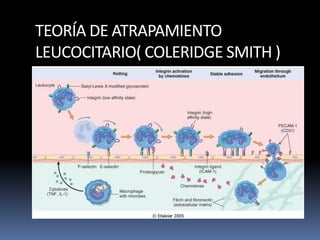 TEORÍA DE ATRAPAMIENTO
LEUCOCITARIO( COLERIDGE SMITH )
 