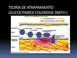 TEORÍA DE ATRAPAMIENTO
LEUCOCITARIO( COLERIDGE SMITH )
 