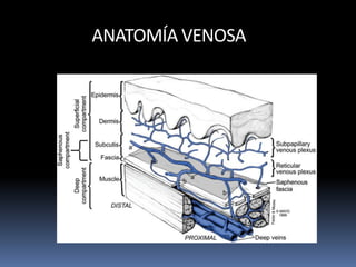 ANATOMÍA VENOSA
 