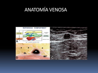 ANATOMÍA VENOSA
 