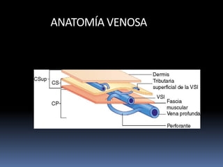 ANATOMÍA VENOSA
 