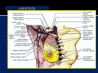 LINFATICOS
Pectoral Menor
 