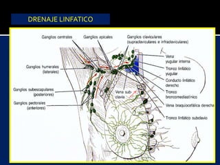 DRENAJE LINFATICO
 
