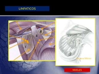 LINFATICOS
NIVELES
Pectoral Menor
 