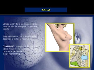 AXILA
Vértice: unión de la clavícula, el borde
superior de la escápula y primera
costilla
Base: constituida por la Fascia Axilar,
debajo de la piel de la Fosa Axilar.
CONTENIDO: Ganglios linfáticos, La
Vaina Axilar y los tendones de las
cabezas larga y corta de los músculos
bíceps y coracobraquial.
 