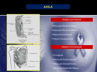 AXILA
PAREDANTERIOR
PARED POSTERIOR
• Músculo Pectoral Mayor
• Músculo Pectoral Menor
• Músculo Subclavio
• Fascia Clavipectoral
• Escápula
• Músculo Subescapular
• Músculo Dorsal Ancho
• Músculo Redondo Mayor
 
