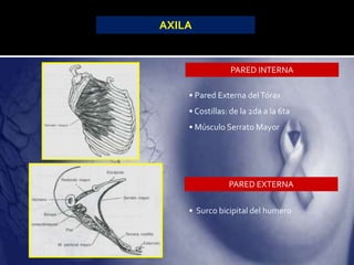 PARED INTERNA
PARED EXTERNA
• Pared Externa delTórax
• Costillas: de la 2da a la 6ta
• Músculo Serrato Mayor
• Surco bicipital del humero
AXILA
 
