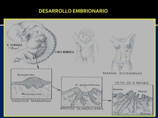DESARROLLO EMBRIONARIO
 