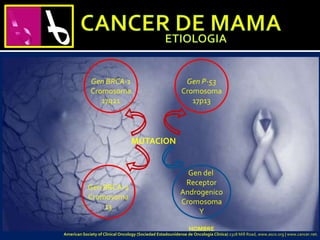 MUTACION
Gen BRCA-1
Cromosoma
17q21
Gen P-53
Cromosoma
17p13
Gen BRCA-2
Cromosoma
13
Gen del
Receptor
Androgenico
Cromosoma
Y
HOMBRE
American Society of Clinical Oncology (Sociedad Estadounidense de Oncología Clínica) 2318 Mill Road, www.asco.org | www.cancer.net.
 