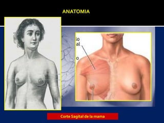 Corte Sagital de la mama
ANATOMIA
 