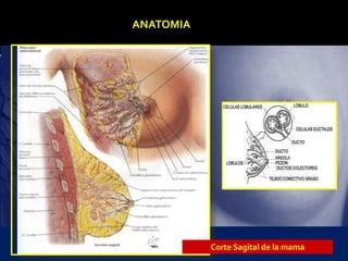 ANATOMIA
Corte Sagital de la mama
 